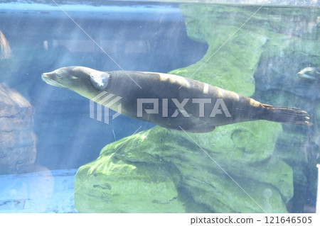 Sea lion swimming 121646505