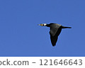 Cormorant 121646643