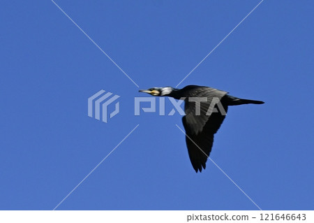 Cormorant 121646643