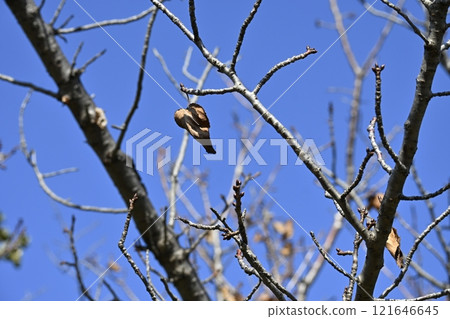 Dead leaves 121646645