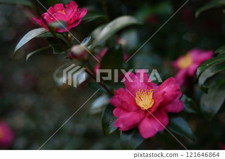Winter flowers: Pink camellia flowers Winter flowers: Pink camellia flowers 121646864