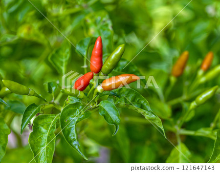 Ripe red and green chili peppers, a spicy ingredient for food, add a vibrant color to any garden Ripe red and green chili peppers, a spicy ingredient for food, add a vibrant color to any garden 121647143