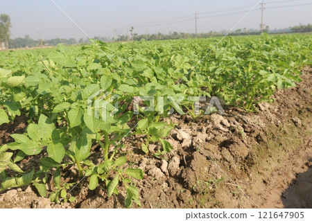 Potato plant on farm for harvest Potato plant on farm for harvest 121647905