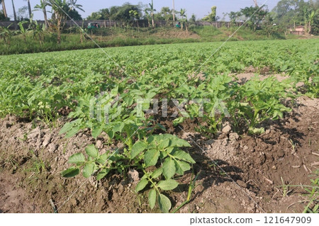Potato plant on farm for harvest Potato plant on farm for harvest 121647909