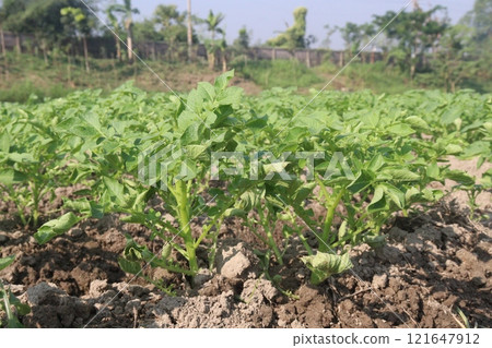 Potato plant on farm for harvest Potato plant on farm for harvest 121647912