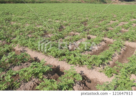 Potato plant on farm for harvest 121647913