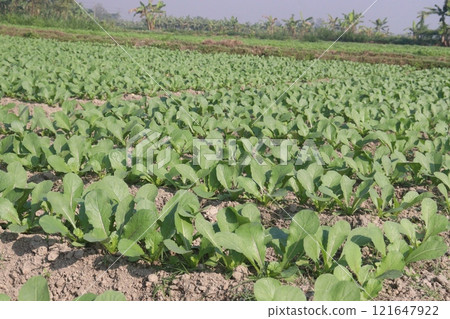 Radishes plant on farm for harvest 121647922