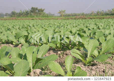 Radishes plant on farm for harvest Radishes plant on farm for harvest 121647923