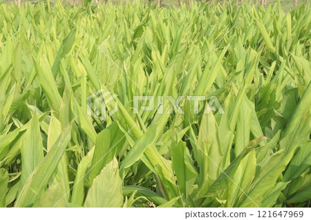 turmeric plant on farm are cash crops turmeric plant on farm are cash crops 121647969