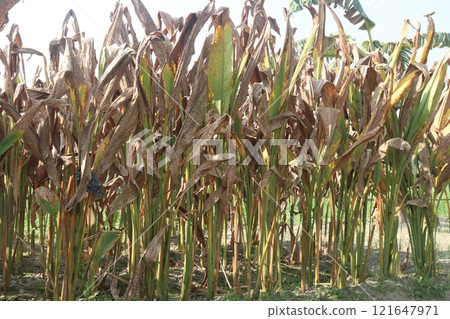 turmeric plant on farm are cash crops turmeric plant on farm are cash crops 121647971