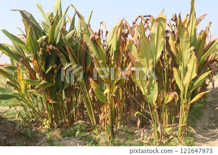 turmeric plant on farm are cash crops turmeric plant on farm are cash crops 121647973