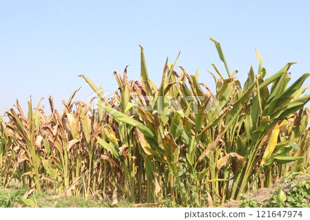 turmeric plant on farm are cash crops turmeric plant on farm are cash crops 121647974