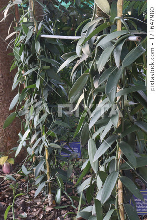 Vanilla orchid on farm for harvest 121647980