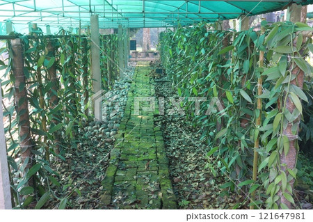 Vanilla orchid on farm for harvest 121647981