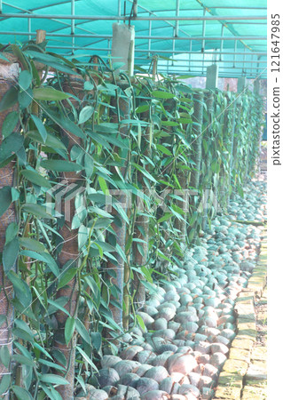 Vanilla orchid on farm for harvest Vanilla orchid on farm for harvest 121647985