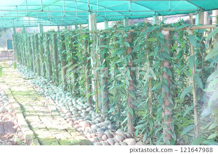 Vanilla orchid on farm for harvest Vanilla orchid on farm for harvest 121647988