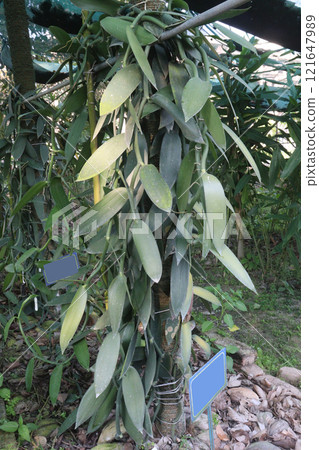 Vanilla orchid on farm for harvest Vanilla orchid on farm for harvest 121647989