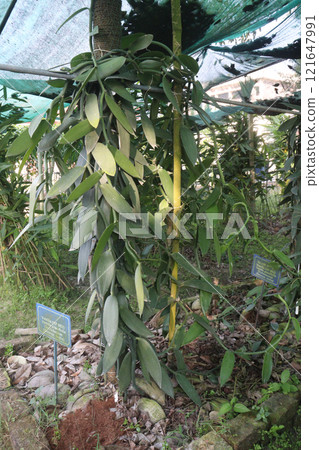 Vanilla orchid on farm for harvest Vanilla orchid on farm for harvest 121647991