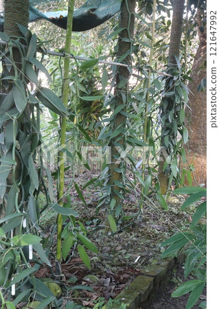 Vanilla orchid on farm for harvest 121647992