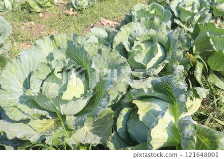 cabbage on farm for harvest are cash crops 121648001
