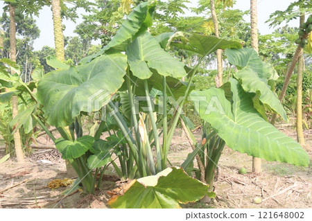 Xanthosoma sagittifolium plant on farm 121648002