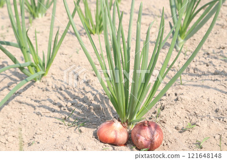 onion plant on farm for harvest 121648148