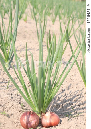 onion plant on farm for harvest onion plant on farm for harvest 121648149