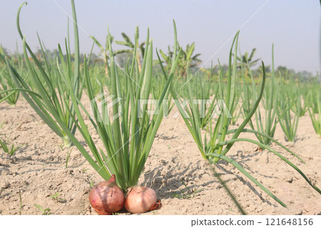 onion plant on farm for harvest 121648156