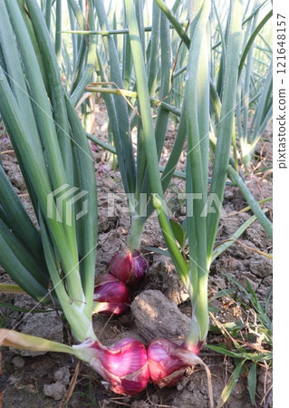 onion plant on farm for harvest 121648157