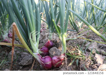 onion plant on farm for harvest onion plant on farm for harvest 121648158