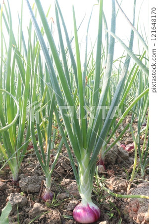 onion plant on farm for harvest 121648170