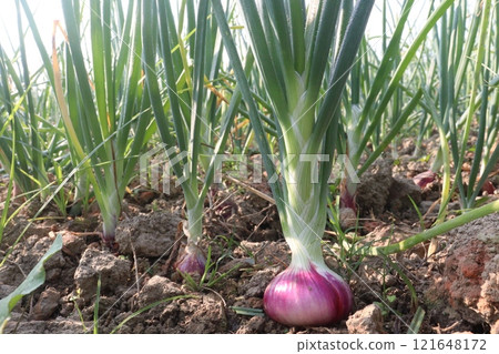onion plant on farm for harvest onion plant on farm for harvest 121648172