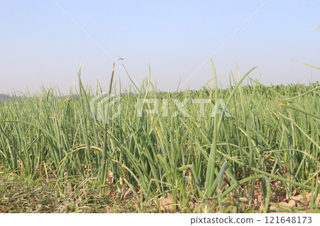 onion plant on farm for harvest 121648173