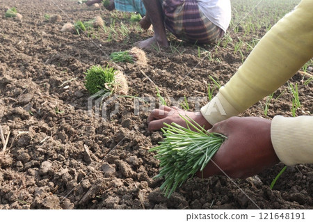 onion plant on farm for harvest onion plant on farm for harvest 121648191