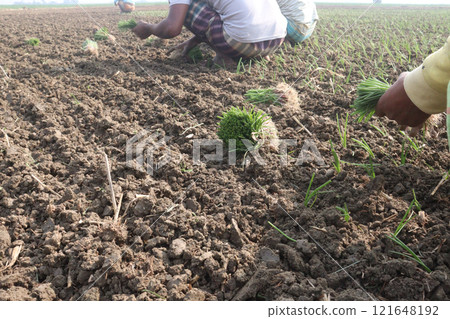 onion plant on farm for harvest 121648192