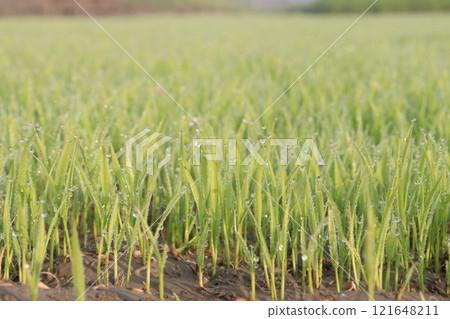 paddy plant seedling on experimental field paddy plant seedling on experimental field 121648211
