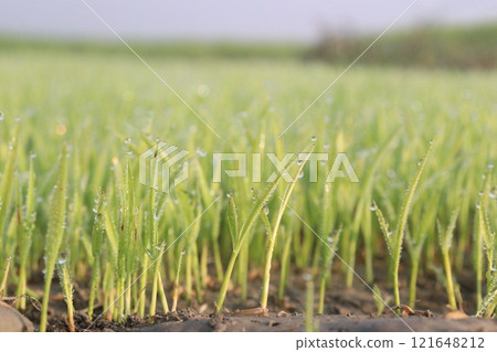 paddy plant seedling on experimental field paddy plant seedling on experimental field 121648212