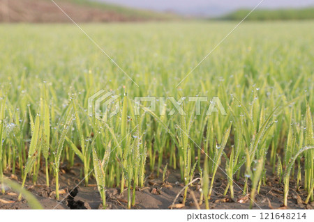 paddy plant seedling on experimental field 121648214