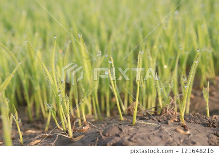 paddy plant seedling on experimental field paddy plant seedling on experimental field 121648216
