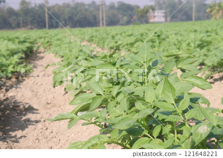 Potato plant on farm for harvest 121648221