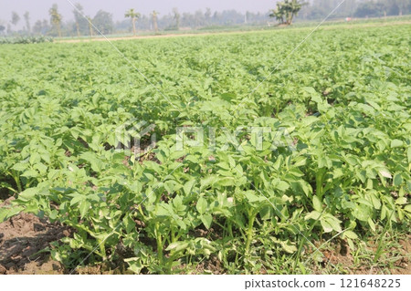 Potato plant on farm for harvest Potato plant on farm for harvest 121648225