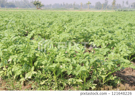 Potato plant on farm for harvest Potato plant on farm for harvest 121648226