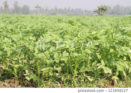 Potato plant on farm for harvest Potato plant on farm for harvest 121648227