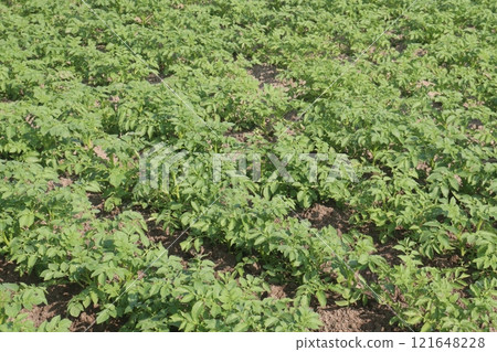 Potato plant on farm for harvest Potato plant on farm for harvest 121648228