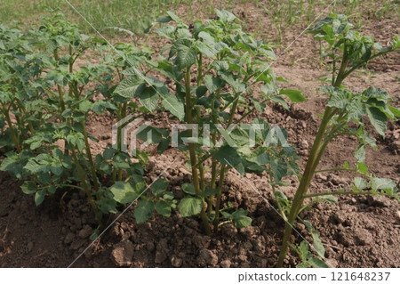 Potato plant on farm for harvest 121648237