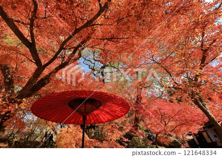 福岡縣朝倉市秋月城遺址的秋葉 121648334