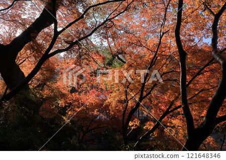 福岡縣朝倉市秋月城遺址的秋葉 福岡縣朝倉市秋月城遺址的秋葉 121648346
