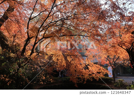福岡縣朝倉市秋月城遺址的秋葉 福岡縣朝倉市秋月城遺址的秋葉 121648347