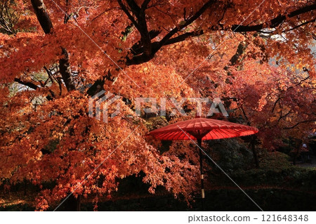 福岡縣朝倉市秋月城遺址的秋葉 121648348