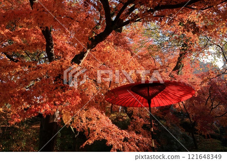 Autumn foliage at Akizuki Castle ruins in Akizuki, Asakura City, Fukuoka Prefecture 121648349